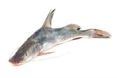 AYER 1-UP (1KG to 1.5kg)