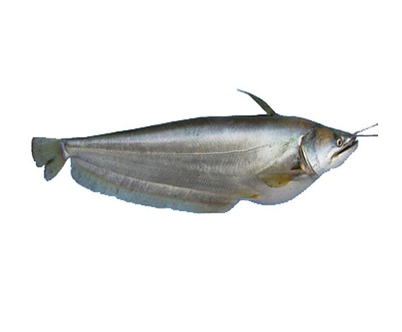 BOAL FISH WHOLE (1.5KG to 2KG)