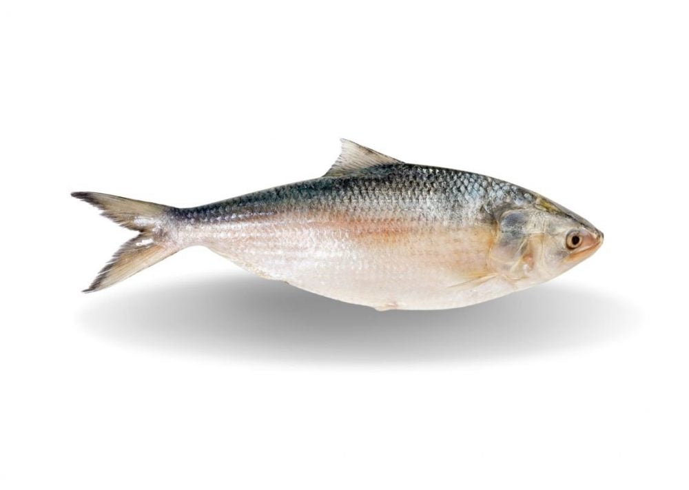 BANGLADESHI HILSA FISH WHOLE 1200/1500GM