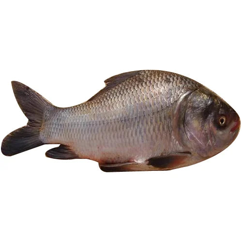KATOL FISH WHOLE (2kg to 2.5KG)