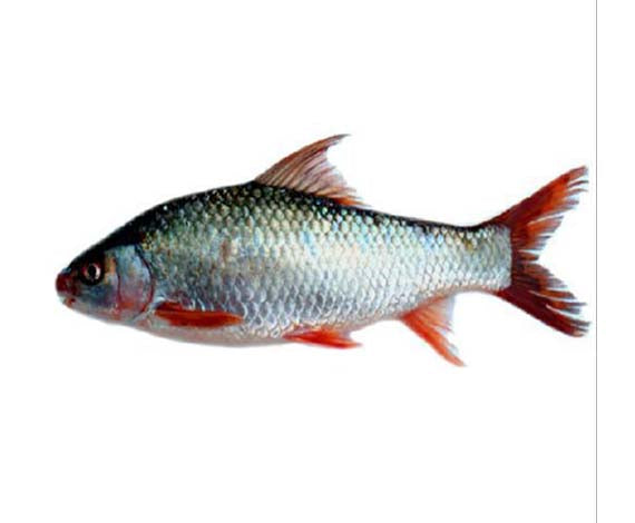 MRIGAL WHOLE (2KG TO 2.5KG)