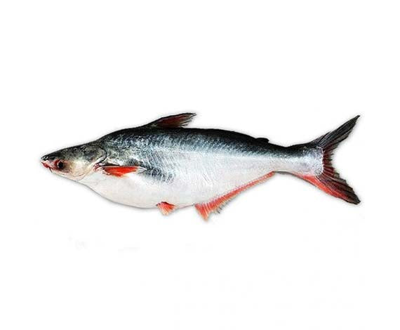 PANGASH WHOLE (2KG to 2.5KG)