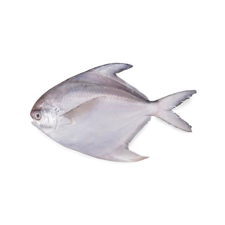 Fish Rumi Fish – Rumi Supermarket
