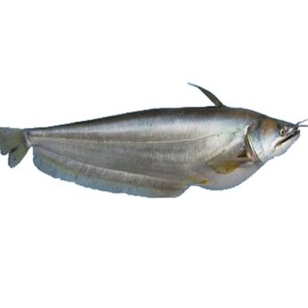 BOAL FISH WHOLE (1.5KG to 2KG)