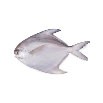 White Pomfret Fish 1Kg